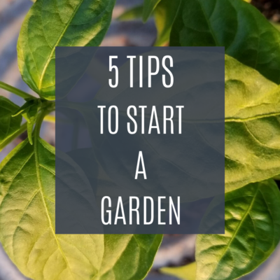 5 New Tips to Start a Garden