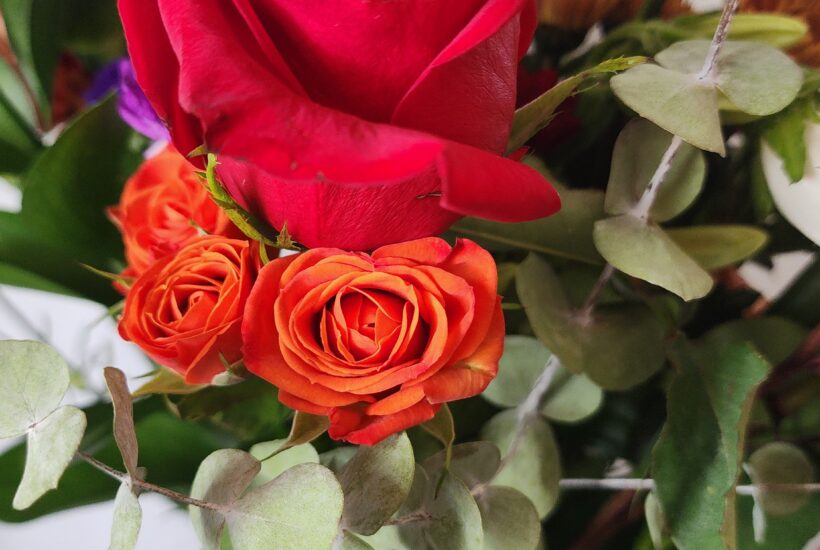 Rediscovering Beauty